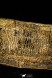 30172- Museum Grade 3D Vinctifer comptoni Fish - Lower Cretaceous Brazil