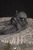 20066 - Top Well Prepared 1.46 Inch Cyphaspis (Otarion) cf. boutscharafinense Devonian Trilobite