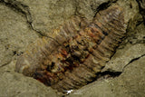 21134 - Museum Grade Plate with 5 Bavarilla with Preserved Antennae Lower Ordovician Trilobites