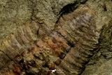 21134 - Museum Grade Plate with 5 Bavarilla with Preserved Antennae Lower Ordovician Trilobites