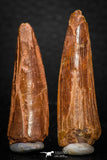 08118 - Great Collection of 2 Spinosaurus Dinosaur Teeth Cretaceous KemKem Beds