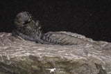 20066 - Top Well Prepared 1.46 Inch Cyphaspis (Otarion) cf. boutscharafinense Devonian Trilobite
