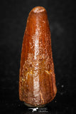 08119 - Well Preserved 1.21 Inch Spinosaurus Dinosaur Tooth Cretaceous