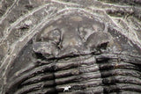 07168 - Top Well Prepared 1.42 Inch Platyscutellum sp Lower Devonian Trilobite