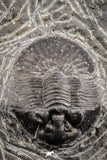 07168 - Top Well Prepared 1.42 Inch Platyscutellum sp Lower Devonian Trilobite