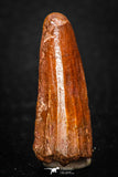 08119 - Well Preserved 1.21 Inch Spinosaurus Dinosaur Tooth Cretaceous