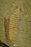 21134 - Museum Grade Plate with 5 Bavarilla with Preserved Antennae Lower Ordovician Trilobites