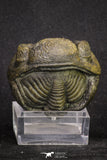 20067 - Nice Rolled 2.04 Inch Drotops megalomanicus Middle Devonian Trilobite