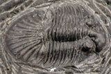 07168 - Top Well Prepared 1.42 Inch Platyscutellum sp Lower Devonian Trilobite