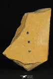 30174 - Beautiful Association of 3 Brachiopodes sp Upper Cambrian Brachiopods - Utah, USA