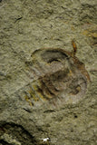 21134 - Museum Grade Plate with 5 Bavarilla with Preserved Antennae Lower Ordovician Trilobites