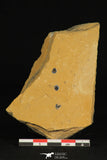 30174 - Beautiful Association of 3 Brachiopodes sp Upper Cambrian Brachiopods - Utah, USA