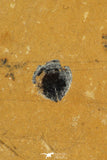 30174 - Beautiful Association of 3 Brachiopodes sp Upper Cambrian Brachiopods - Utah, USA