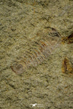 21134 - Museum Grade Plate with 5 Bavarilla with Preserved Antennae Lower Ordovician Trilobites