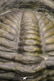 20067 - Nice Rolled 2.04 Inch Drotops megalomanicus Middle Devonian Trilobite