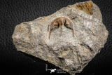 07169 - Nicely Preserved 0.81 Inch Onnia sp Ordovician Trilobite
