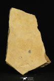 30174 - Beautiful Association of 3 Brachiopodes sp Upper Cambrian Brachiopods - Utah, USA