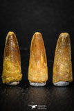 08120 - Great Collection of 3 Spinosaurus Dinosaur Teeth Cretaceous KemKem Beds