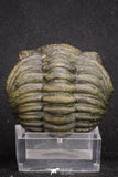 20067 - Nice Rolled 2.04 Inch Drotops megalomanicus Middle Devonian Trilobite