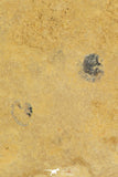 30174 - Beautiful Association of 3 Brachiopodes sp Upper Cambrian Brachiopods - Utah, USA