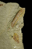 21134 - Museum Grade Plate with 5 Bavarilla with Preserved Antennae Lower Ordovician Trilobites