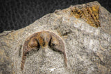 07169 - Nicely Preserved 0.81 Inch Onnia sp Ordovician Trilobite