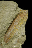 21134 - Museum Grade Plate with 5 Bavarilla with Preserved Antennae Lower Ordovician Trilobites