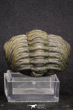 20067 - Nice Rolled 2.04 Inch Drotops megalomanicus Middle Devonian Trilobite