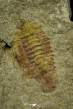 21134 - Museum Grade Plate with 5 Bavarilla with Preserved Antennae Lower Ordovician Trilobites