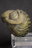 20067 - Nice Rolled 2.04 Inch Drotops megalomanicus Middle Devonian Trilobite