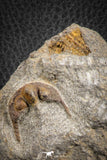 07169 - Nicely Preserved 0.81 Inch Onnia sp Ordovician Trilobite