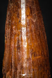 08121 - Well Preserved 1.47 Inch Spinosaurus Dinosaur Tooth Cretaceous