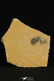 30176 - Top Rare Association of Memonia sahratiani +  Cedaria minor Upper Cambrian Trilobites Utah USA