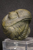 20067 - Nice Rolled 2.04 Inch Drotops megalomanicus Middle Devonian Trilobite