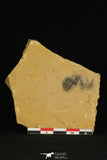 30176 - Top Rare Association of Memonia sahratiani +  Cedaria minor Upper Cambrian Trilobites Utah USA
