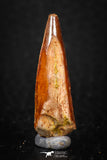 08122 - Well Preserved 1.10 Inch Spinosaurus Dinosaur Tooth Cretaceous