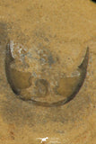 30176 - Top Rare Association of Memonia sahratiani +  Cedaria minor Upper Cambrian Trilobites Utah USA