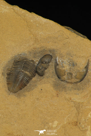 30176 - Top Rare Association of Memonia sahratiani +  Cedaria minor Upper Cambrian Trilobites Utah USA