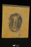 30177 - Nicely Preserved Modocia typicalis Middle Cambrian Trilobite Utah USA