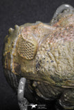 20068 - Nice Rolled 2.84 Inch Drotops armatus Middle Devonian Trilobite