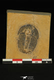 30177 - Nicely Preserved Modocia typicalis Middle Cambrian Trilobite Utah USA