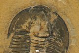 30177 - Nicely Preserved Modocia typicalis Middle Cambrian Trilobite Utah USA