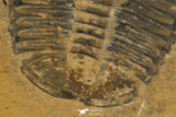 30177 - Nicely Preserved Modocia typicalis Middle Cambrian Trilobite Utah USA