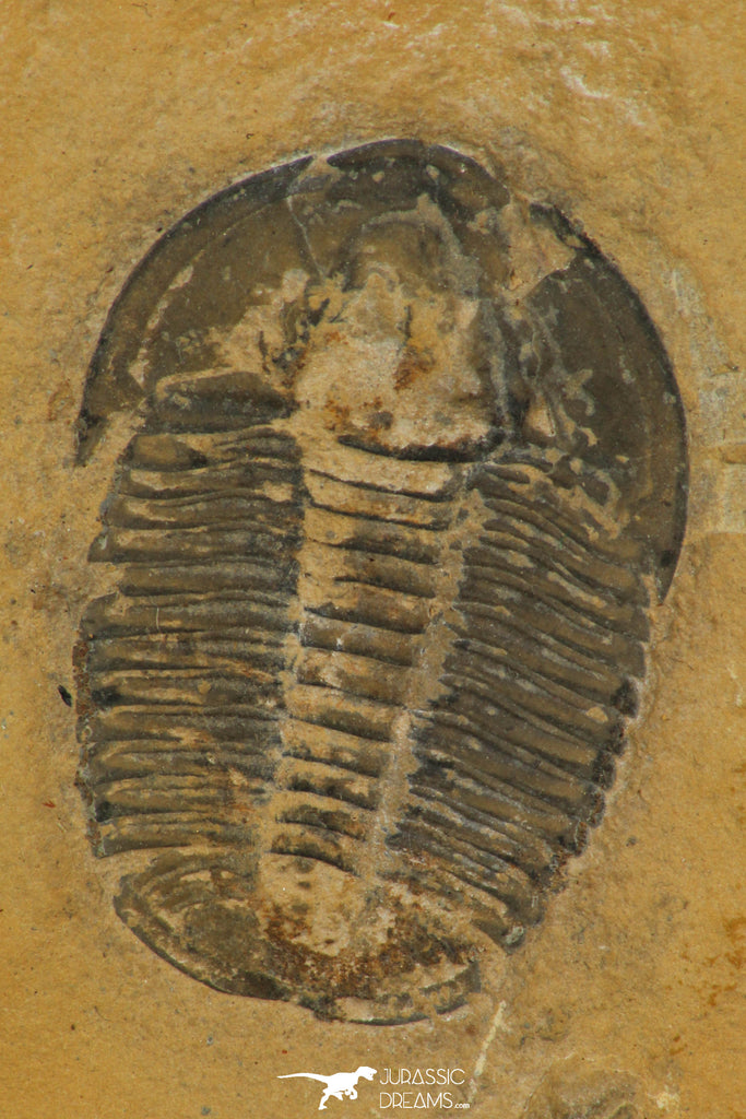 30177 - Nicely Preserved Modocia typicalis Middle Cambrian Trilobite Utah USA