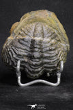 20068 - Nice Rolled 2.84 Inch Drotops armatus Middle Devonian Trilobite