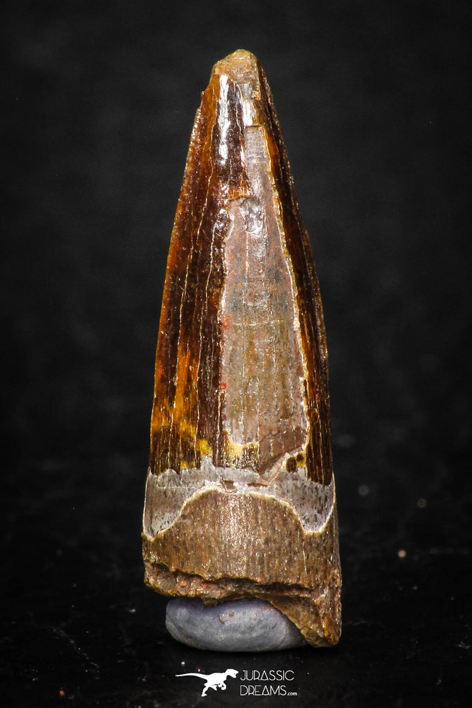 08123 - Well Preserved 1.06 Inch Spinosaurus Dinosaur Tooth Cretaceous