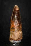 08123 - Well Preserved 1.06 Inch Spinosaurus Dinosaur Tooth Cretaceous
