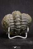 20068 - Nice Rolled 2.84 Inch Drotops armatus Middle Devonian Trilobite