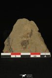 30178 - Top Rare 0.34 Inch Albertella longwelli Middle Cambrian Trilobite - Nevada USA