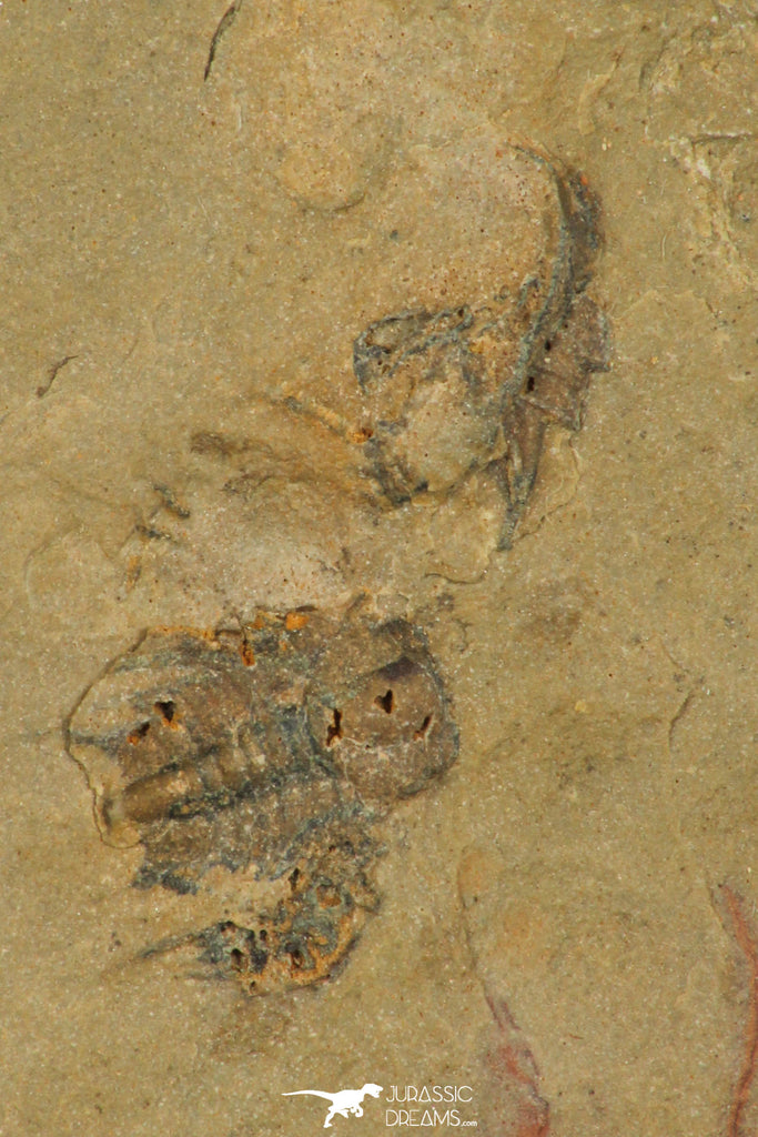 30178 - Top Rare 0.34 Inch Albertella longwelli Middle Cambrian Trilobite - Nevada USA